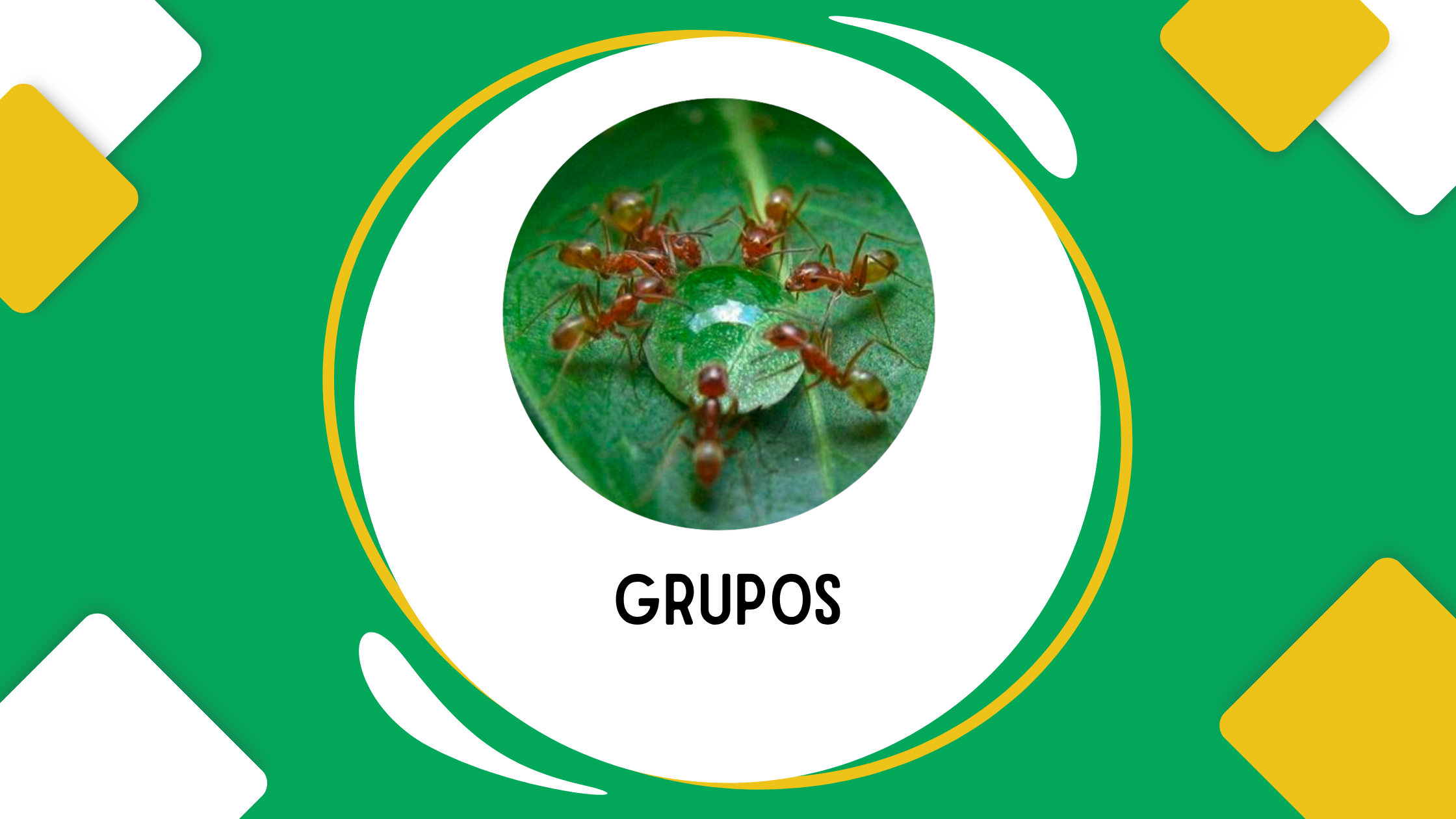 Grupos